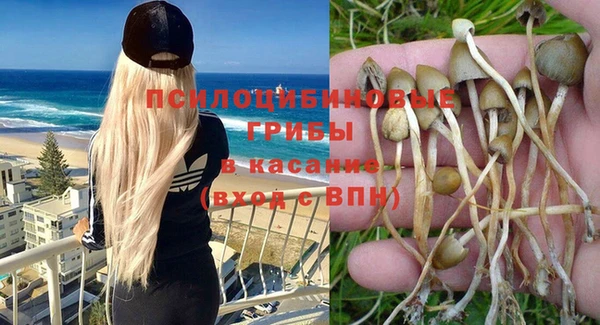 прущие грибы Верея